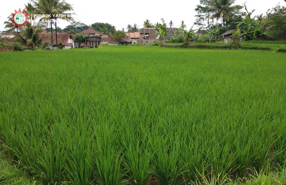 Ar-Raudhoh-Wakaf-Sawah-Produktif